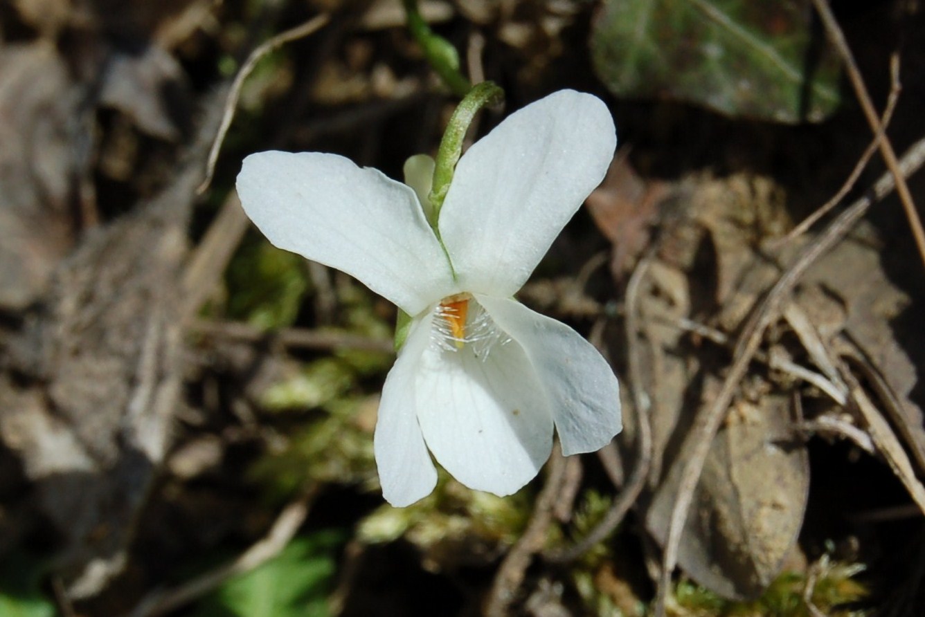Scilla bifolia, Anemone nemorosa, Viola e Tussilago farfara